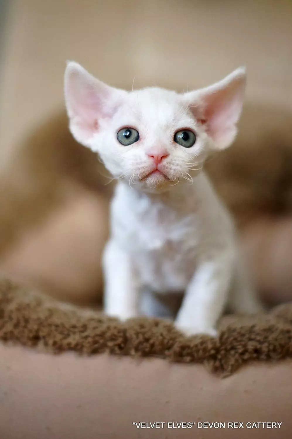Котенок девон-рекс выпускник питомника