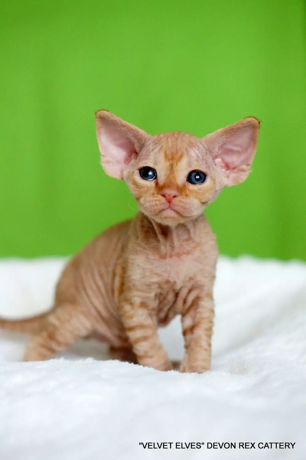 Котенок девон-рекс выпускник питомника